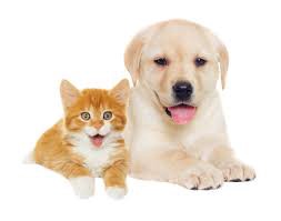 Cat and Dog